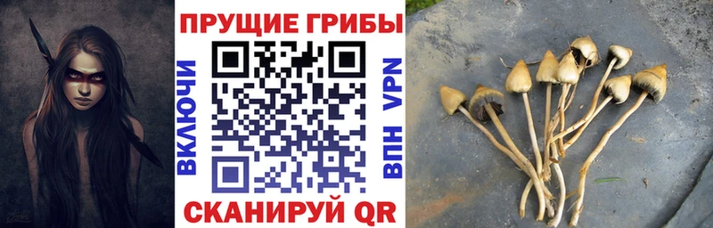 Купить где  Касимов  Псилоцибиновые грибы мицелий 